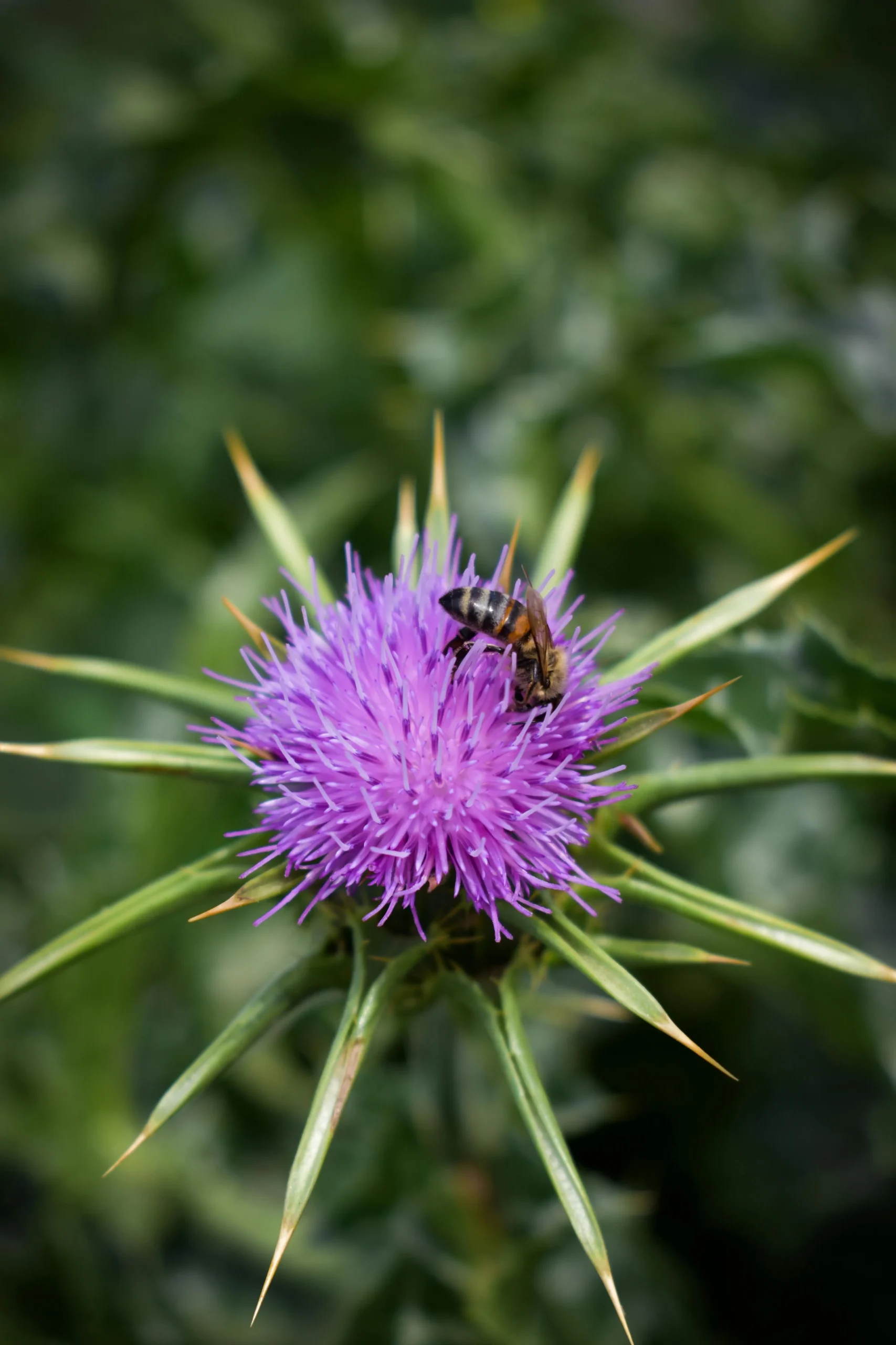 Planta de cardo-mariano, origem natural da silimarina, em ambiente de cultivo
